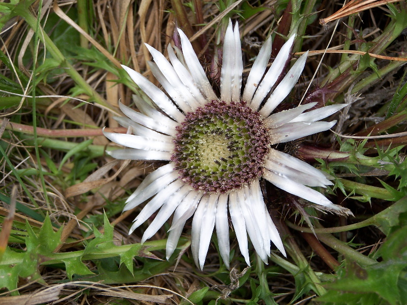  Image name: carlina3.jpg 
 width: 800 pixel 
 height: 600 pixel 
 Size: 279083 bytes 
 Click to enlarge 